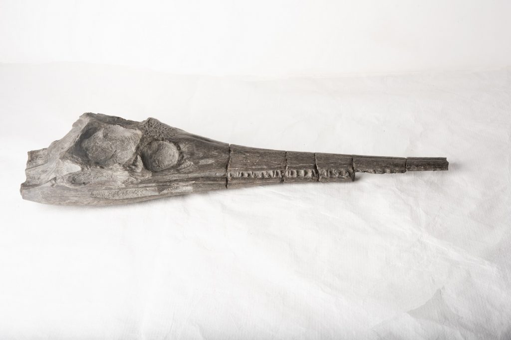 A fossilised crocodiles skull and jaw.