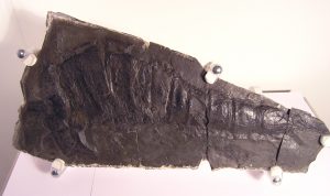 Eurypterid fossil.