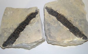 Two limestone blocks with parallel remains of tree brank fossils.