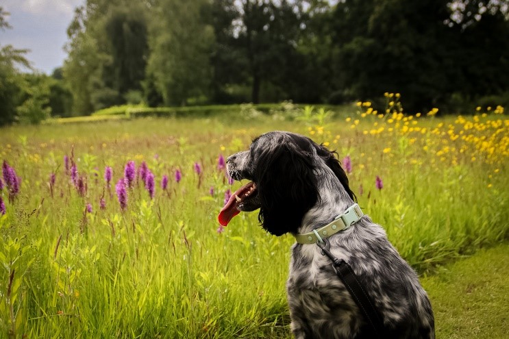 Black dog sat looking over field with purple flowers