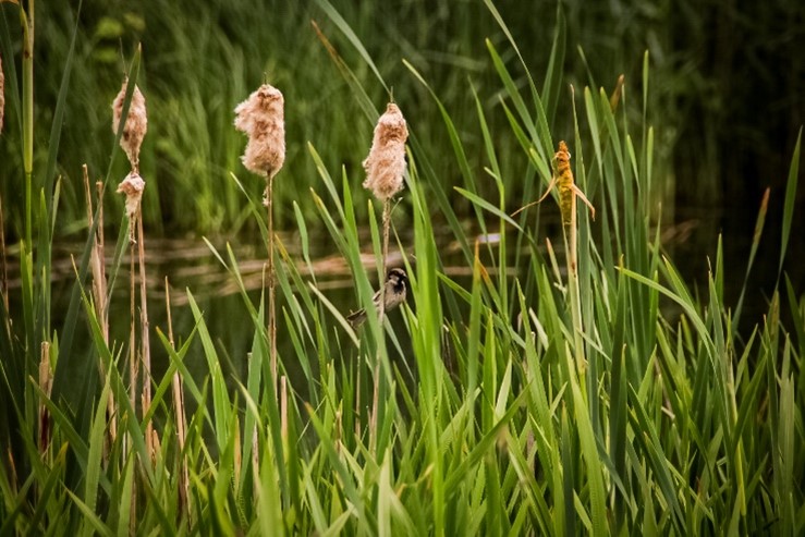 Bulrush and reeds