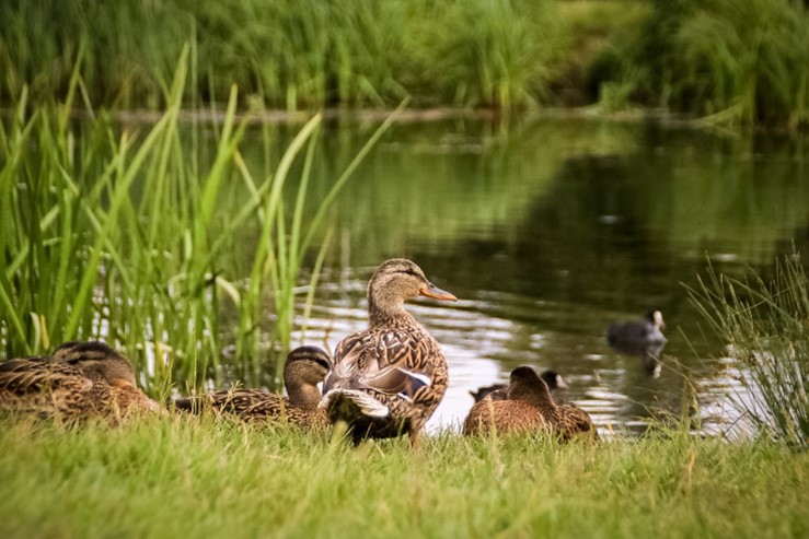 View of Cusworth Lake with several female Mallard ducks sat on the grass with 1 stood up