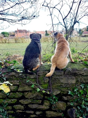 2 dogs, 1 black and 1 brown, sat on a dry stone wall over looking a field towards some houses