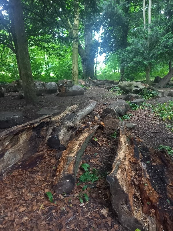 View of the forest with fallen logs and large rocks