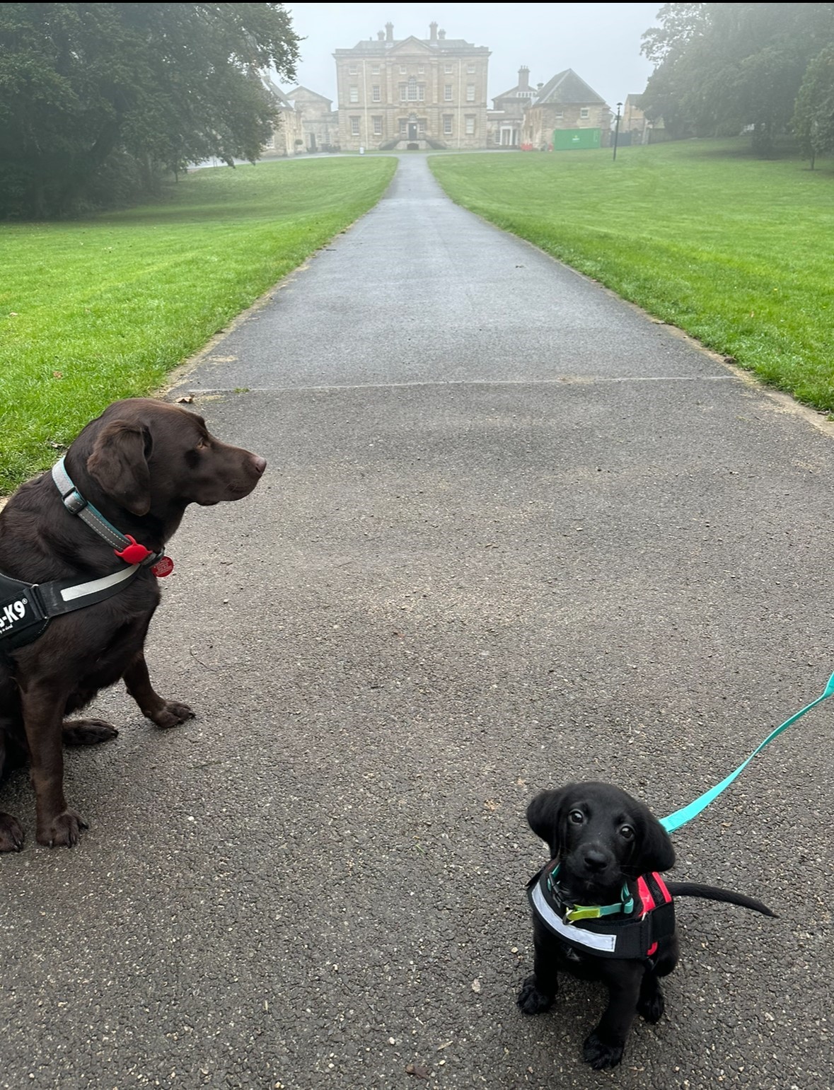 View of Cusworth Hall down the long front drive with 1 large black dog in the background and a cute black puppy sat looking at the camera.