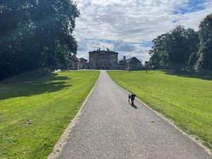 View of Cusworth Hall down the front drive with dog walking in the distance.