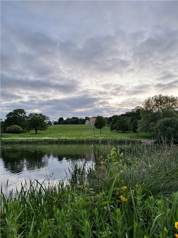 View across the lake with reeds in the foreground and Cusworth Hall in the distance