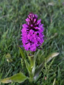 Purple flower amongst the grass