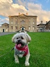 Small cream dog with red bandana collar. Cusworth Hall in the background
